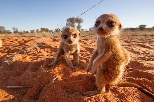 Biosphoto | 2047960 | Meerkat pups - Kalahari South Africa | &copy; Robin Hoskyns / Biosphoto