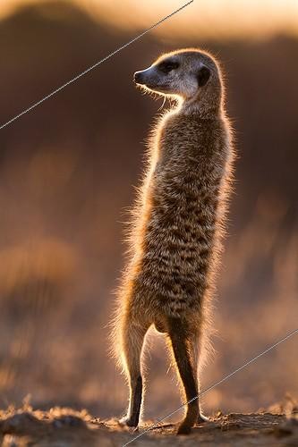 Biosphoto | 2047937 | Meerkat sunning at dawn - Kalahari South Africa | &copy; Robin Hoskyns / Biosphoto
