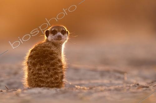 Biosphoto | 2048013 | Meerkat sunning in morning - Kalahari South Africa ; This was the first Meerkat out of the burrow in the morning. It sat for a while in perfect light before the others got up. | &copy; Robin Hoskyns / Biosphoto