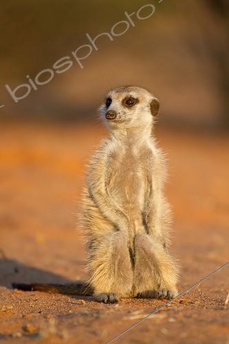Biosphoto | 2048010 | Meerkat sunning in morning - Kalahari South Africa | &copy; Robin Hoskyns / Biosphoto