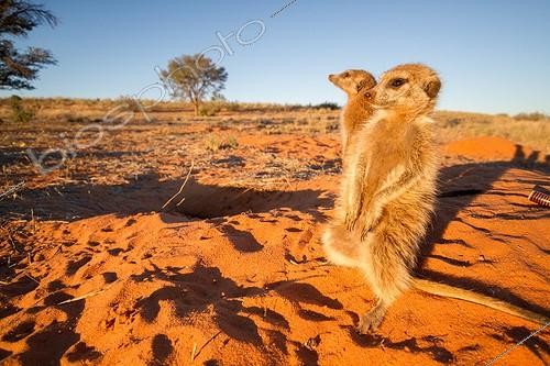 Biosphoto | 2048008 | Meerkats sunning in morning light - Kalahari South Africa ; Meerkats sunning at the burrow after a cold night. | &copy; Robin Hoskyns / Biosphoto