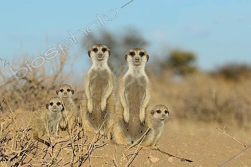 Biosphoto | 2622878 | Meerkats (Suricata suricatta). Namibia. | &copy; Michel Bureau / Biosphoto