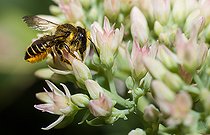 Biosphoto | 2438581 | Mégachile (Megachile centuncularis) femelle sur fleurs de Sedum, Abeille solitaire, Parc naturel régional des Vosges du Nord, France | &copy; Michel Rauch / Biosphoto