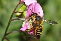 Biosphoto | 2051240 | Mégachile (Megachile ericetorum) femelle sur Gesse (Lathyrus), 2015 06 15, Parc naturel régional des Vosges du Nord, France, classé Réserve mondiale de Biosphère par l'UNESCO, France | &copy; Michel Rauch / Biosphoto