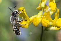 Biosphoto | 2410350 | Mégachile (Megachile ericetorum) mâle sur le Lotier (Lotus corniculatus), abeilles solitaires, Parc naturel régional des Vosges du Nord, France | &copy; Michel Rauch / Biosphoto