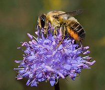 Biosphoto | 2438582 | Mégachile (Megachile lagopoda) femelle butinant sur une fleur de Succise (Succisa pratensis), abeille solitaire, Parc naturel régional des Vosges du Nord, France | &copy; Michel Rauch / Biosphoto