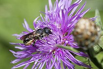 Biosphoto | 2410352 | Mégachile (Megachile leaiana) sur Centaurée, abeilles solitaires, Parc naturel régional des Vosges du Nord, France | &copy; Michel Rauch / Biosphoto