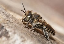 Biosphoto | 2166689 | Mégachile (Megachile pilidens) femelle prenant le soleil, Parc naturel régional des Vosges du Nord, France | &copy; Michel Rauch / Biosphoto