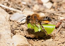 Biosphoto | 2448575 | Mégachile (Megachile willughbiella) femelle transportant une feuille pour tapisser sa galerie, Parc naturel régional des Vosges du Nord, France | &copy; Michel Rauch / Biosphoto
