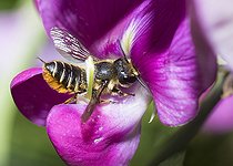 Biosphoto | 2419828 | Mégachile (Megachile willughbiella) sur Gesse (Lathyrus latifolia) Parc naturel régional des Vosges du Nord, France | &copy; Michel Rauch / Biosphoto