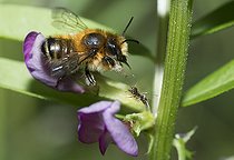 Biosphoto | 2166693 | Mégachile sur vesce (Megachile willughbiella) importunée par une fourmi, Parc naturel régional des Vosges du Nord, France | &copy; Michel Rauch / Biosphoto