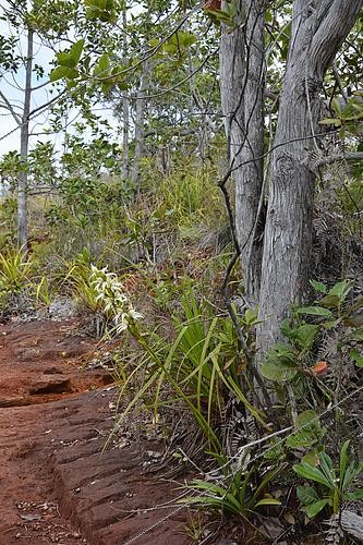 Biosphoto | 2437113 | Megastylis Orchid (Megastylis gigas), Prony, New Caledonia | &copy; David Massemin / Biosphoto