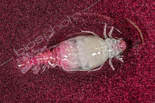 Biosphoto | 2620046 | Méiofaune des abysses, Pourquoi pas les abysses ?, IFREMER, macrophotographie | &copy; Gilles Martin / IFREMER / Biosphoto