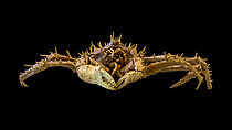 Biosphoto | 2620117 | Méiofaune des abysses, Pourquoi pas les abysses ?, IFREMER, Microscope optique | &copy; Gilles Martin / IFREMER / Biosphoto