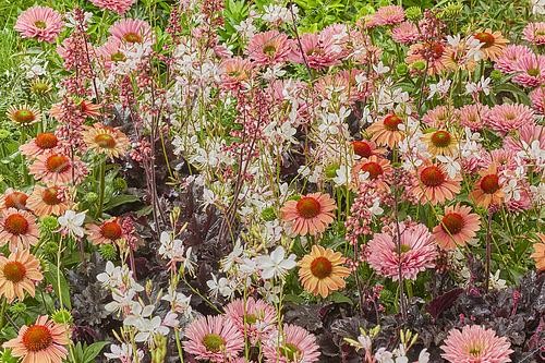 Biosphoto | 2573296 | Mélange de plantes vivaces, Echinacea Sunseekers Salmon, Echinacea Ifecsssal, Gaura | &copy; Van Woudenberg Tuinplanten / Visions Pictures / Biosphoto