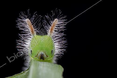Biosphoto | 2435338 | Melanitis zitenius auletes ; Hairy Caterpillar ; Backlit of a hairy caterpillar ; Singapore | &copy; Melvyn Yeo / Biosphoto