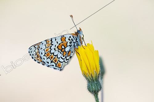 Biosphoto | 2621163 | Mélitée du plantain (Melitaea cinxia) sur fleur, site naturel protégé de la pelouse calcaire de Lorry-Mardigny, Lorraine, France | &copy; Stéphane Vitzthum / Biosphoto