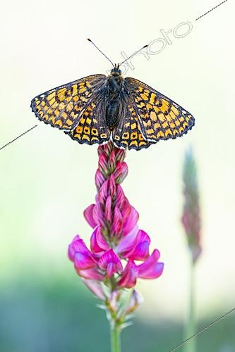 Biosphoto | 2621164 | Mélitée du plantain (Melitaea cinxia) sur fleur de sainfoin, site naturel protégé de la pelouse calcaire de Lorry-Mardigny, Lorraine, France | &copy; Stéphane Vitzthum / Biosphoto