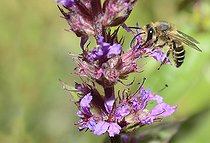 Biosphoto | 2089553 | Mélitté de la salicaire (Melitta nigricans) mâle sur Salicaire, Parc naturel régional des Vosges du Nord, France | &copy; Michel Rauch / Biosphoto