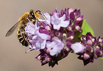 Biosphoto | 2448576 | Mélittée de la luzerne (Melitta leporina) mâle sur Origan (Origanum sp) en fleurs, abeilles solitaires, Parc naturel régional des Vosges du Nord, France | &copy; Michel Rauch / Biosphoto