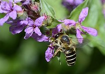 Biosphoto | 2051243 | Mélittée de la salicaire (Melitta nigricans) femelle, 2015 08 07, Parc naturel régional des Vosges du Nord, France, classé Réserve mondiale de Biosphère par l'UNESCO, France | &copy; Michel Rauch / Biosphoto