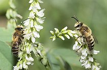 Biosphoto | 2410355 | Mélittées (Melitta leporina) sur Mélilot (Melilotus alba), abeilles solitaires, Parc naturel régional des Vosges du Nord, France | &copy; Michel Rauch / Biosphoto