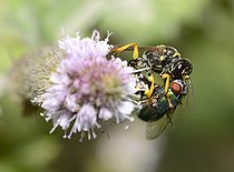 Biosphoto | 2069519 | Melline des champs (Mellinus arvensis) capturant une Lucilie verte (Lucilia ampullacea), Parc naturel régional des Vosges du Nord, France | &copy; Michel Rauch / Biosphoto