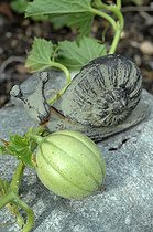 Biosphoto | 1233369 | Melon avec un escargot en décor de jardin | &copy; Catherine Fruhinsholz / Biosphoto