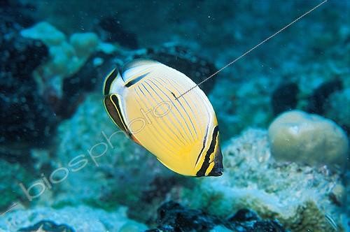 Biosphoto | 289361 | Melon Butterflyfish Rangiroa French Polynesia ; Page 175. | &copy; Yves Lefèvre / Biosphoto
