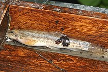 Biosphoto | 1247175 | Mensuration d'une Loche franche pêchée dans la Bièvre Isère | &copy; Jean-François Noblet / Biosphoto