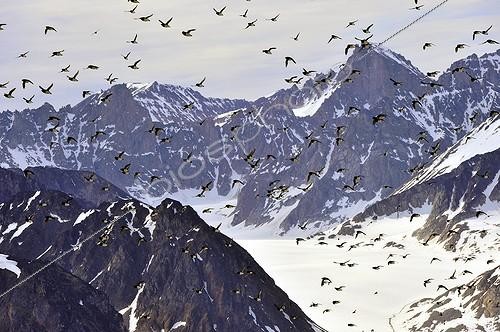 Biosphoto | 1418753 | Mergules nains dans les montagnes du Cap Hoegh Groenland | &copy; Pierre Vernay / Polar Lys / Biosphoto
