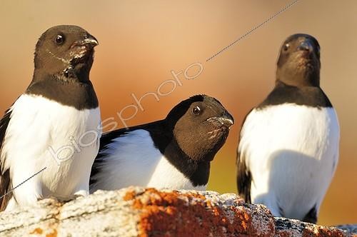 Biosphoto | 1776634 | Mergules nains sur les rochers du Cap Greg Groenland | &copy; Pierre Vernay / Biosphoto