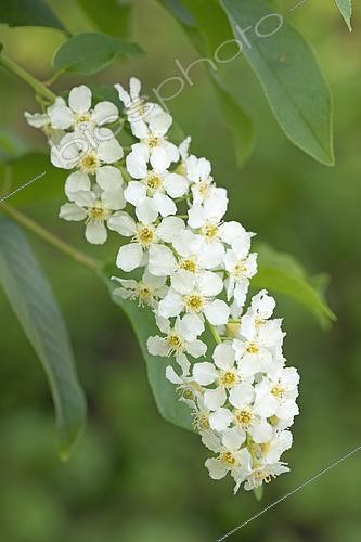Biosphoto | 2448115 | Merisier à grappe (Prunus padus), fleurs | &copy; Frédéric Tournay / Biosphoto