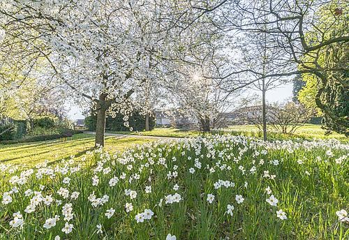Biosphoto | 2610795 | Merisier des oiseaux, Prunus avium, en fleurs et Narcissus 'Actaea', Ecole du Breuil, Bois de Vincennes, Paris, France | &copy; Alain Kubacsi / Biosphoto