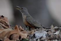 Biosphoto | 2413133 | Merle à ventre roux (Turdus rufiventris) chantant au sol, Pantanal, Brésil | &copy; Peter Waechtershaeuser / BIA / Biosphoto