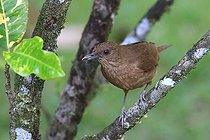 Biosphoto | 2395104 | Merle fauve (Turdus grayi) sur une branche, Costa Rica | &copy; Jean-François Noblet / Biosphoto