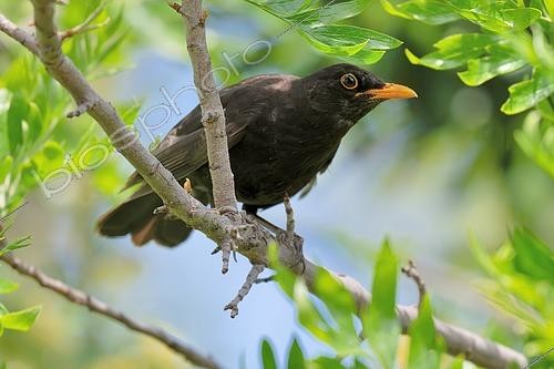 Biosphoto | 2608367 | Merle noir mâle (Turdus merula) sur une branche, Pyrénées orientales, France | &copy; Claude Balcaen / Biosphoto