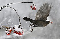 Biosphoto | 2464295 | Merle noir (Turdus merula) en vol mangeant des sorbes (Sorbus aucuparia), Parc naturel régional des Vosges du Nord, France | &copy; Michel Rauch / Biosphoto