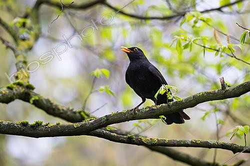 Biosphoto | 2621165 | Merle noir (Turdus merula) mâle chantant sur une branche de Charme commun (Carpinus betulus), Parc Sainte-Marie, parc urbain de la Métropole du Grand Nancy, Lorraine, France | &copy; Stéphane Vitzthum / Biosphoto