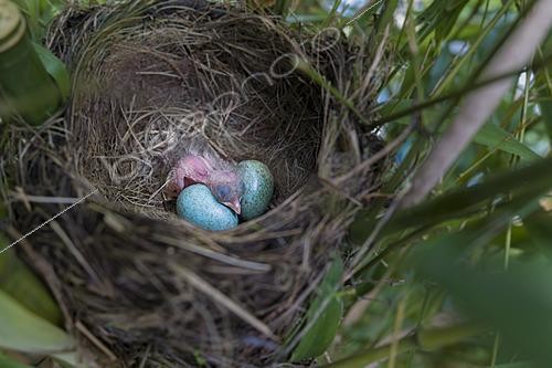 Biosphoto | 2622099 | Merle Noir (Turdus merula), oisillon et oeufs au nid dans un jardin, Oise, France | &copy; Tonino De Marco / Biosphoto