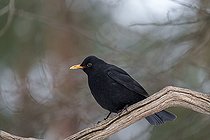 Biosphoto | 2593347 | Merle noir (Turdus merula) sur une branche, Forêt de Bialowieza Site du patrimoine mondial de l'UNESCO, Pologne, Europe. | &copy; Franco Banfi / Biosphoto
