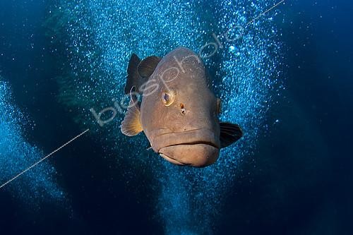 Biosphoto | 2148822 | Mérou brun (Epinephelus marginatus), Scandola, Corse, Mer Méditerranée | &copy; Jean-Michel Mille / Biosphoto