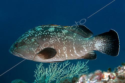 Biosphoto | 2622389 | Mérou brun (Epinephelus marginatus). Site de Plongée du Tombant Est. Le Lion de Mer. Saint-Raphaël. Var. France. | &copy; Jean Cassou / Biosphoto