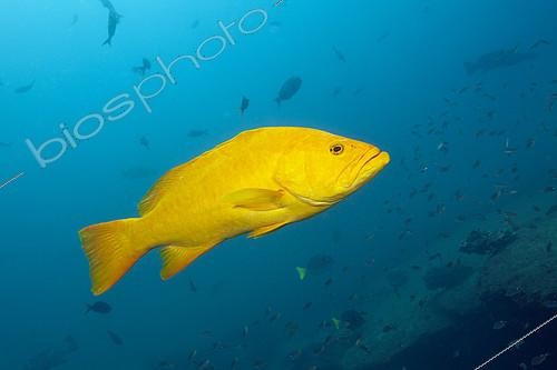 Biosphoto | 2264407 | Mérou léopard (Mycteroperca rosacea), forme jaune, Cabo Pulmo, Baja California Sur, Mexique | &copy; Reinhard Dirscherl / Biosphoto
