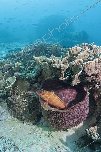 Biosphoto | 2444478 | Mérou oriflamme (Epinephelus fasciatus) dans une éponge. Héron Island. Grande barrière de corail. Queensland. Australie. | &copy; Jean-Michel Mille / Biosphoto