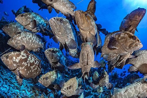 Biosphoto | 2544302 | Mérous camouflages (Epinephelus polyphekadion) rassemblés pour le frai, Fakarava, Polynésie française | &copy; Fabien Michenet / Biosphoto