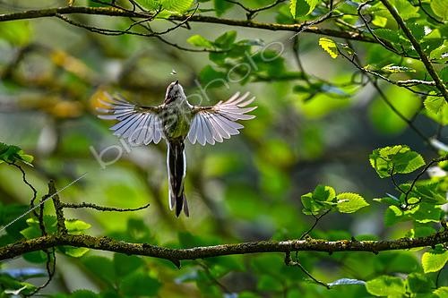 Biosphoto | 2597899 | Mésange à longue queue (Aegithalos caudatus) en vol, capturant un moucheron, Lorraine, France | &copy; Stéphane Vitzthum / Biosphoto