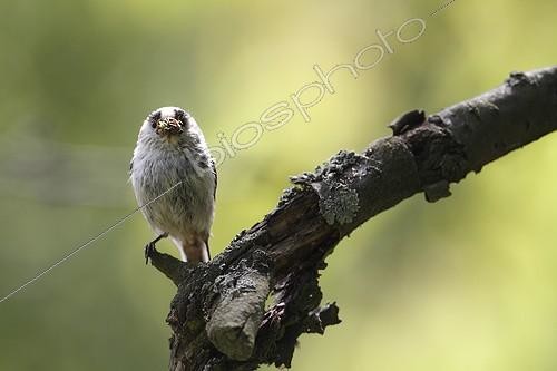 Biosphoto | 1621936 | Mésange à longue queue sur une branche au printemps | &copy; Thierry Reminiac / Biosphoto