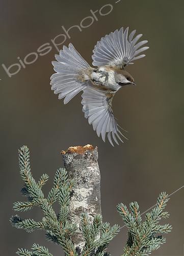 Biosphoto | 2412357 | Mésange à tête brune (Poecile hudsonicus) en vol, Alaska, USA | &copy; Alan Murphy / BIA / Biosphoto