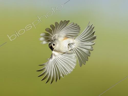 Biosphoto | 2412854 | Mésange bicolore (Baeolophus bicolor) en vol, Texas, USA | &copy; Alan Murphy / BIA / Biosphoto